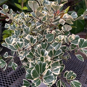 Ficus Triangularis Variegata, Bush Form Live Tropical Plant, Available from 2 to 6ft High image 10