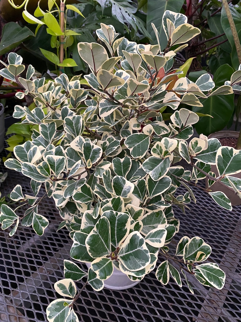 Ficus Triangularis Variegata, Bush Form Live Tropical Plant, Available from 2 to 6ft High image 10