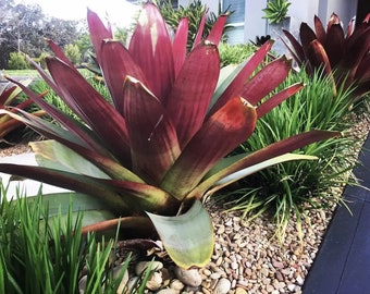 Bromeliad Alcantarea imperialis