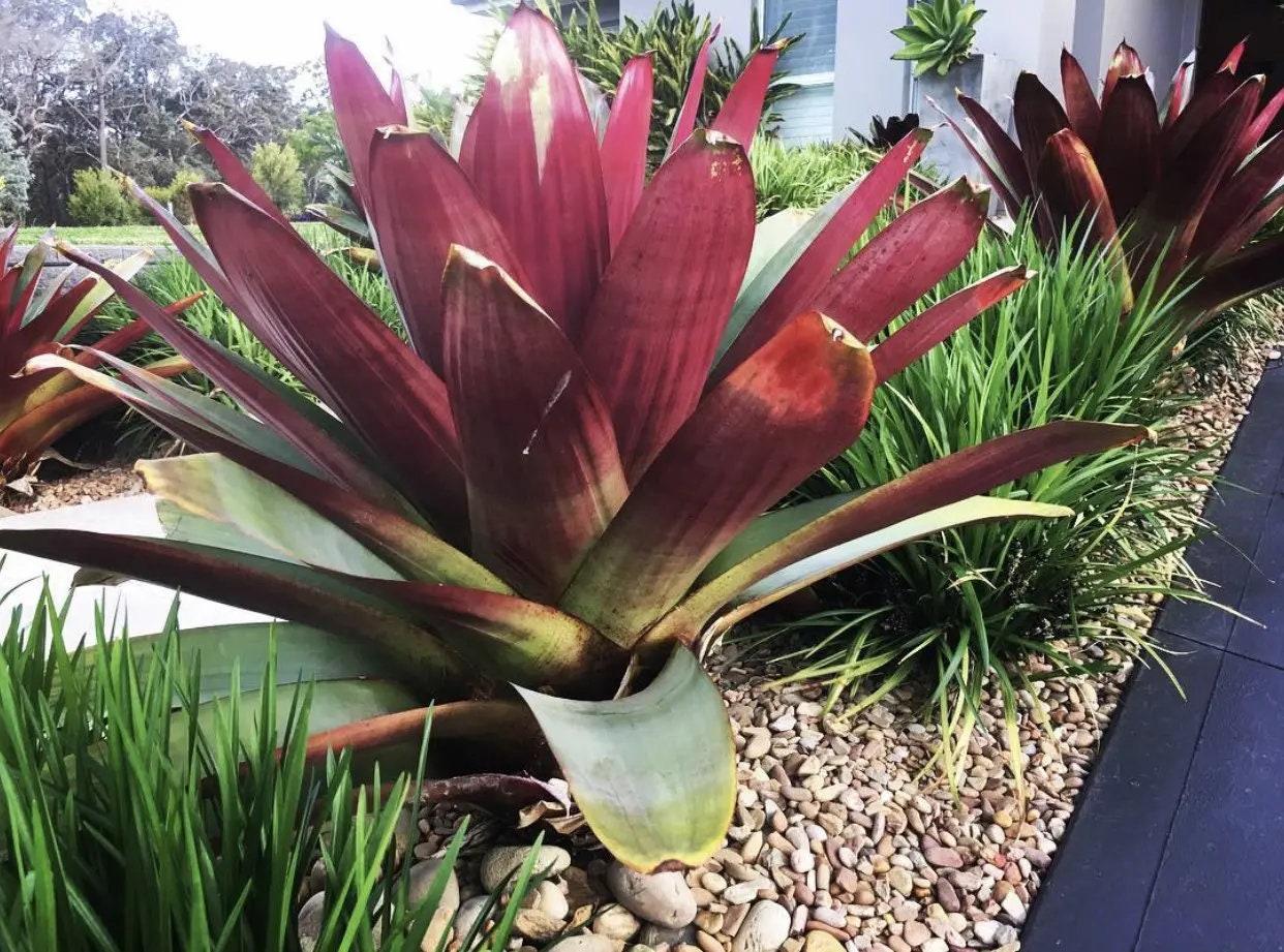Bromeliad Alcantarea Imperialis - Etsy Bromeliad Alcantarea Imperialis - Etsy