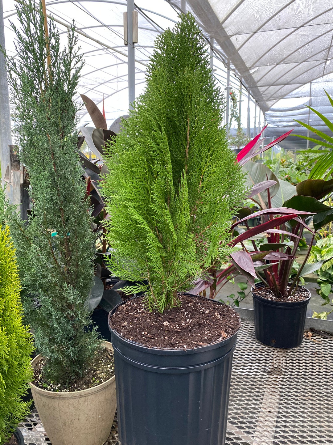 Blue Cone Arborvitae Thuja Orientalis Cypress - Etsy