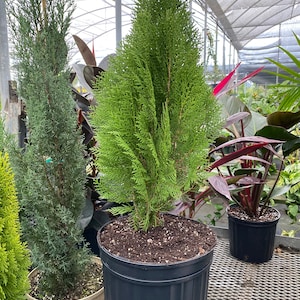 Blue Cone Arborvitae Thuja Orientalis Cypress image 1