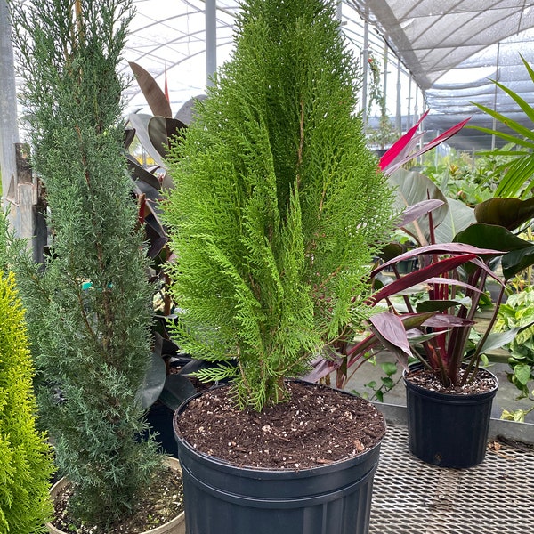 Blue Cone Arborvitae Thuja Orientalis Cypress