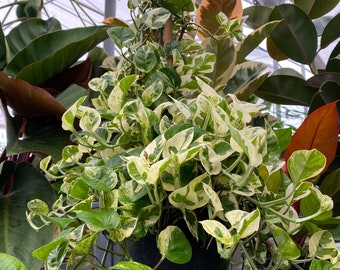 Pothos N'joy, Pearls and Jade in Trellis, Devil’s Ivy Variegated