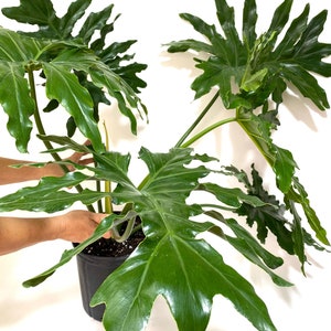 Philodendron Split Leaf Selloum, Live Plant, Indoor Air Purifier