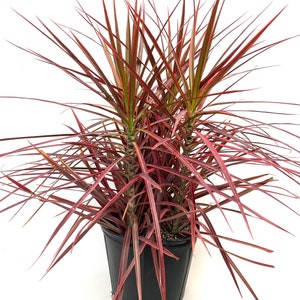 Dracaena Marginata Colorama Bush, Dragon Tree 2gal Pot, 27-35in