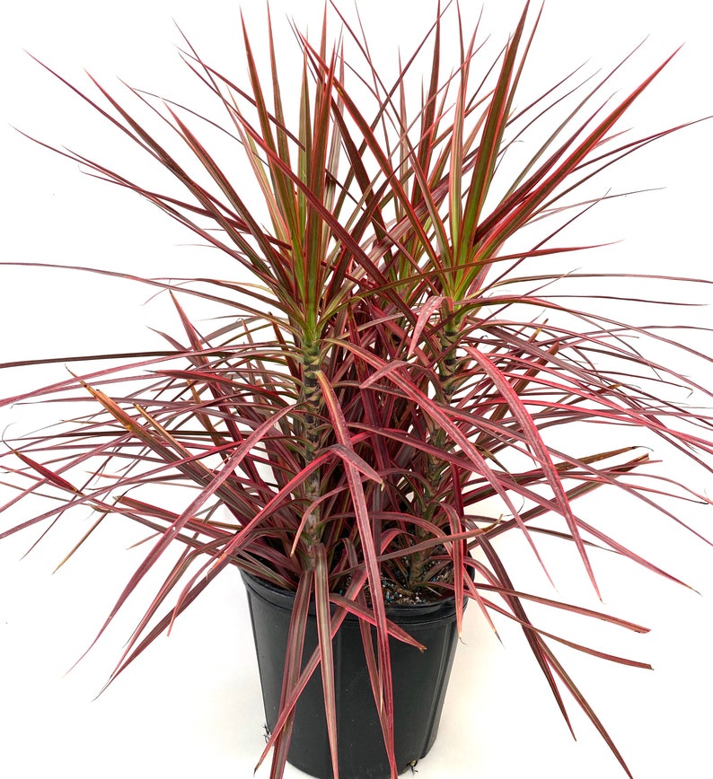 Dracaena Marginata Colorama Bush, Dragon Tree image 5