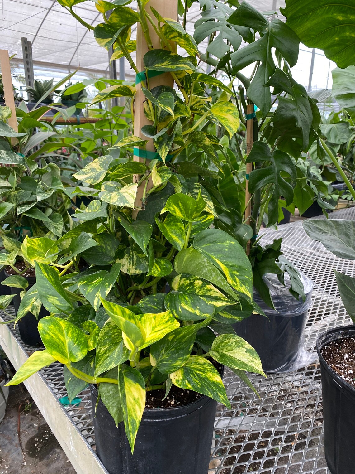 Pothos Golden In Trellis 2gal Pot 2732in Overall Height Etsy