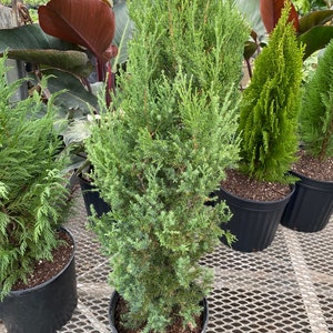 Brodie Eastern Red Cedar Tree, Fast Growing Evergreen Privacy Cypress image 2