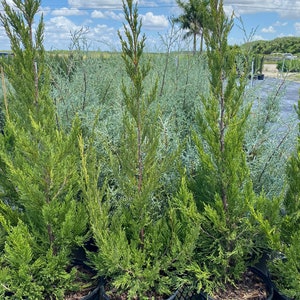 Hetzii Green Columnar Juniper, Juniperus Chinensis, Evergreen Privacy Conifers