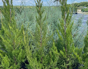 Hetzii Green Columnar Juniper, Juniperus Chinensis, Evergreen Privacy Conifers