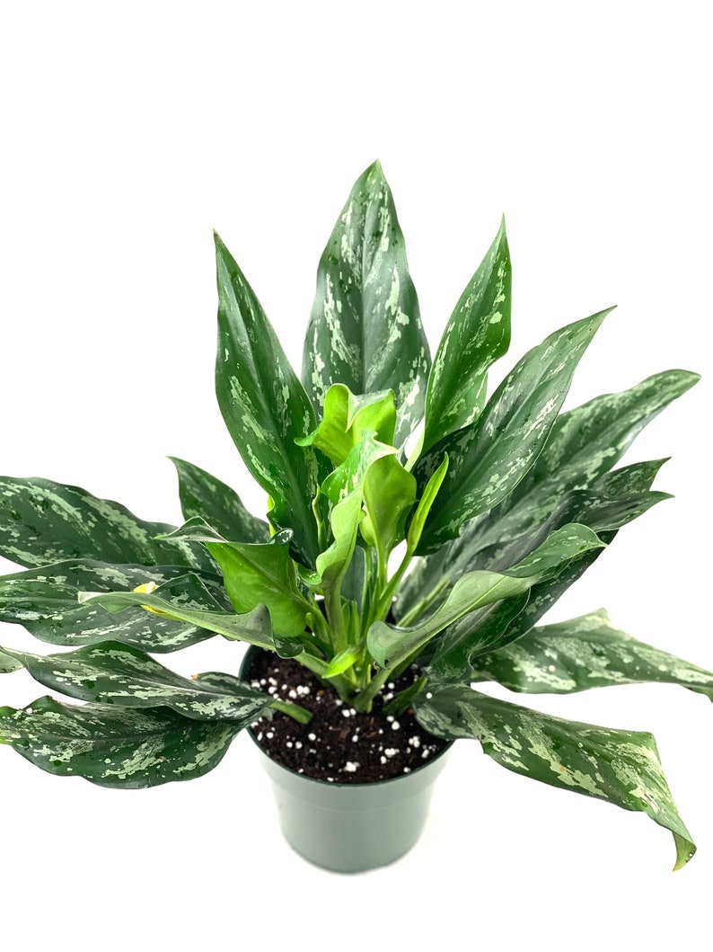  Aglaonema  Shade  of Green 6 Grower Pot Live Plant Indoor Etsy