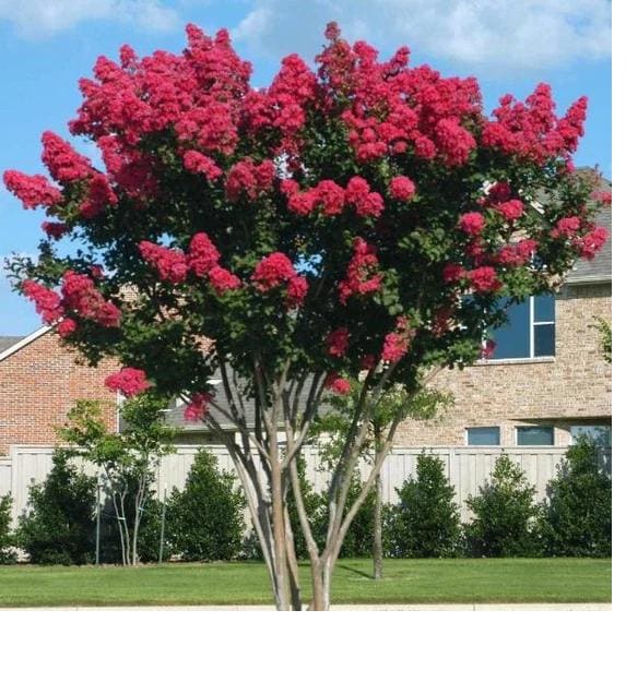 Crape Myrtle Dynamite Tree Red