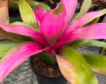 Bromeliad Aechmea Star of Linda - Live Plant - Etsy