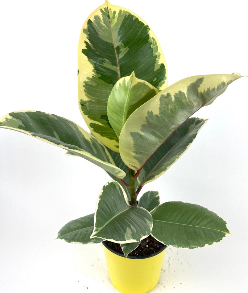 Ficus Tineke Single Stem 6in Grower Pot Variegated Elastica image 0