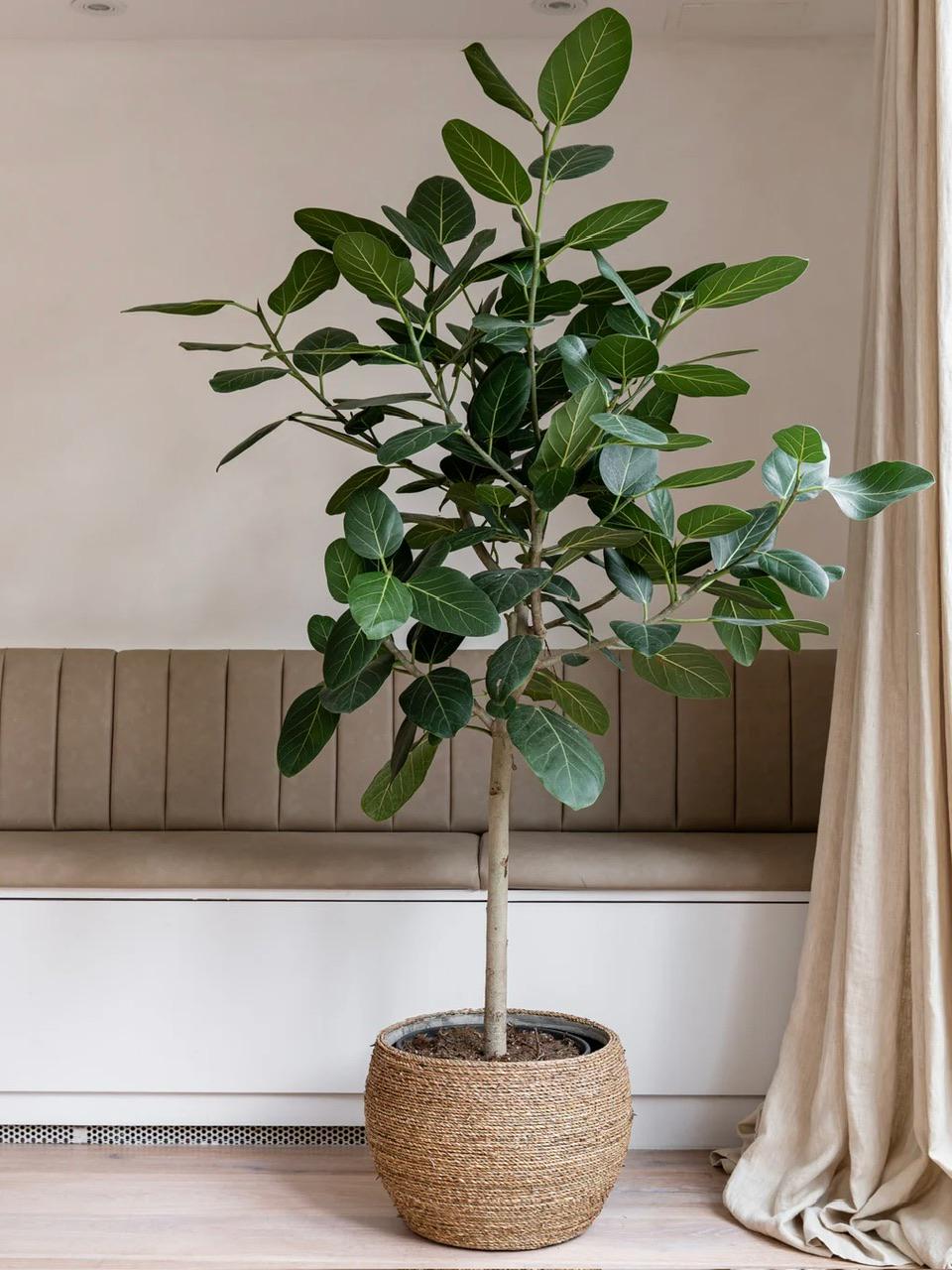 Ficus Audrey Tree Form Single Stem, Indoor Tree For Living Room