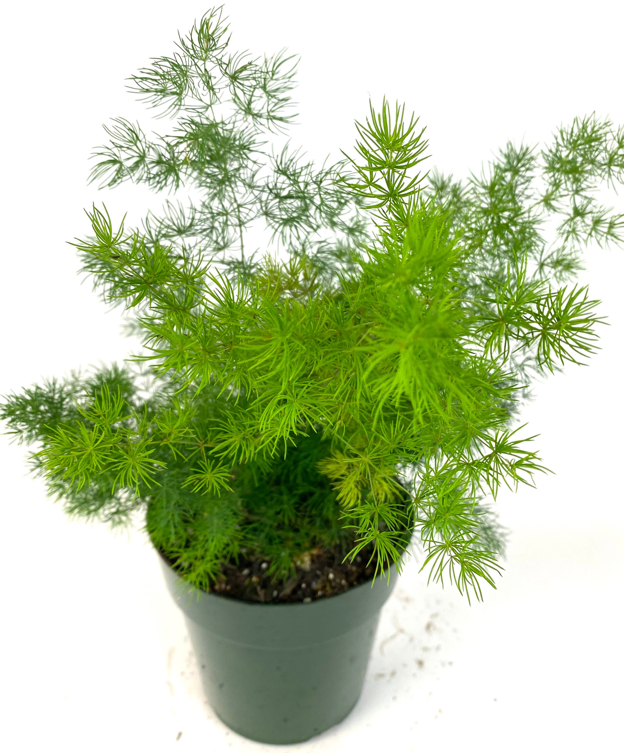 Fern Asparagus Ming Fern 6in Pot 1722 Overall Height Live Etsy
