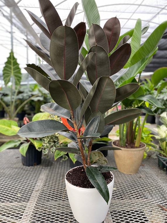 Buy Potted Burgundy Rubber Tree Indoor Plant