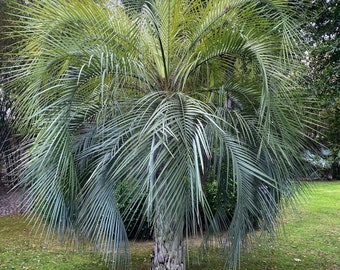 Pindo Palm, Jelly Palm, Cocos Australis