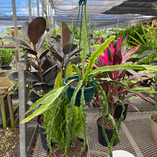 Lepismium Cruciforme in Hanging Basket, Hurricane or Jungle Cactus.