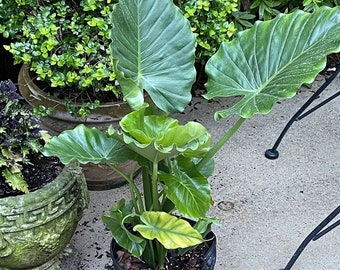 Alocasia California Odora, Elephant Ears