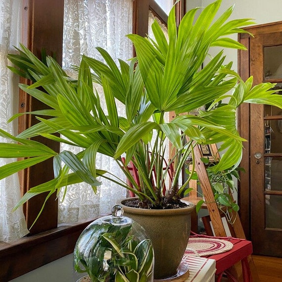 Ravenala madagascariensis Travelers Palm Pint Plant - Georgia Vines