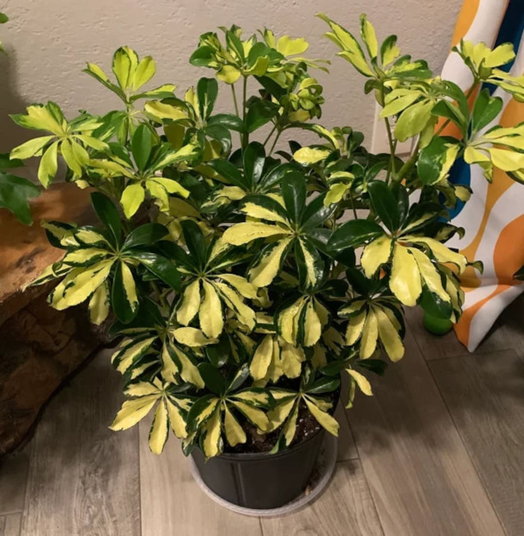 Arbaricola, Umbrella Tree Live Plant Etsy