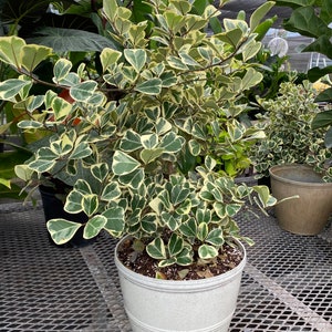 Ficus Triangularis Variegata, Bush Form Live Tropical Plant, Available from 2 to 6ft High image 2