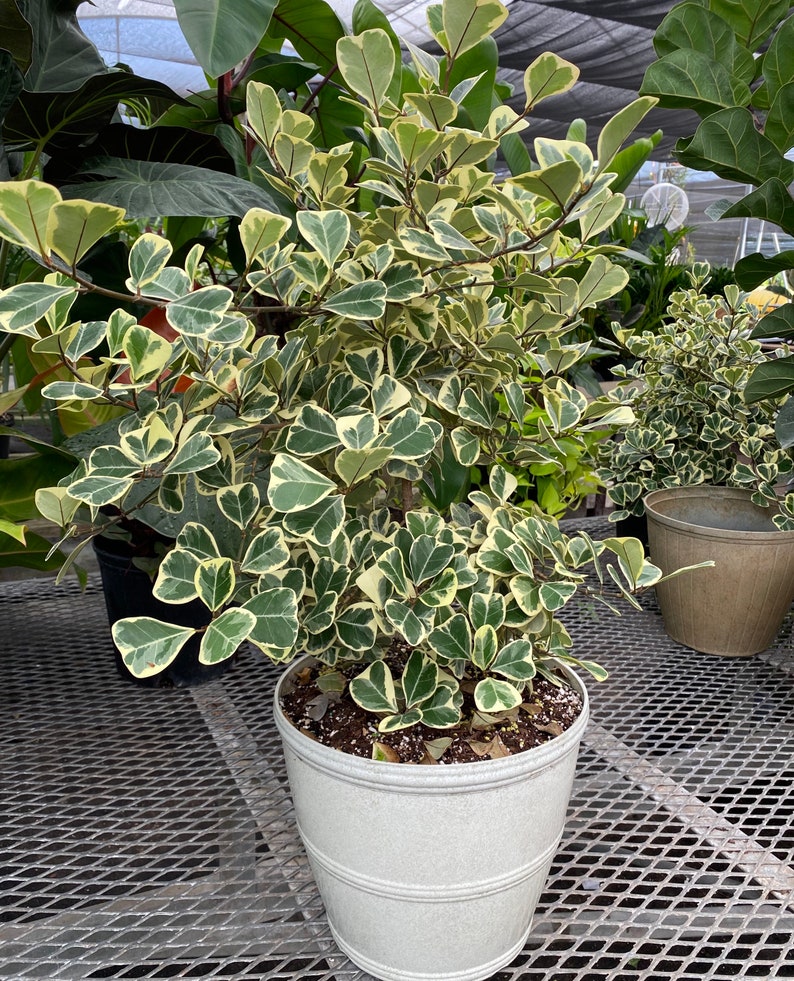 Ficus Triangularis Variegata, Bush Form Live Tropical Plant, Available from 2 to 6ft High image 2