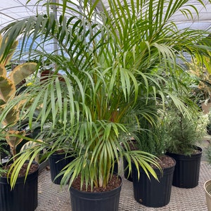 Areca Palm, Golden Cane, Dypsis Lutescens image 5