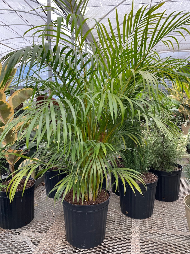 Areca Palm, Golden Cane, Dypsis Lutescens image 5