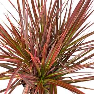 Dracaena Marginata Colorama Bush, Dragon Tree image 2