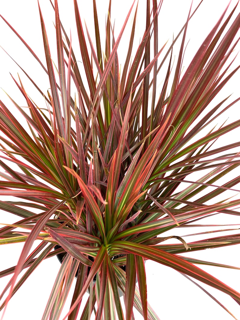 Dracaena Marginata Colorama Bush, Dragon Tree image 2