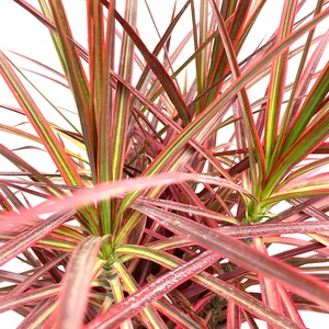 Dracaena Marginata Colorama Bush, Dragon Tree image 4