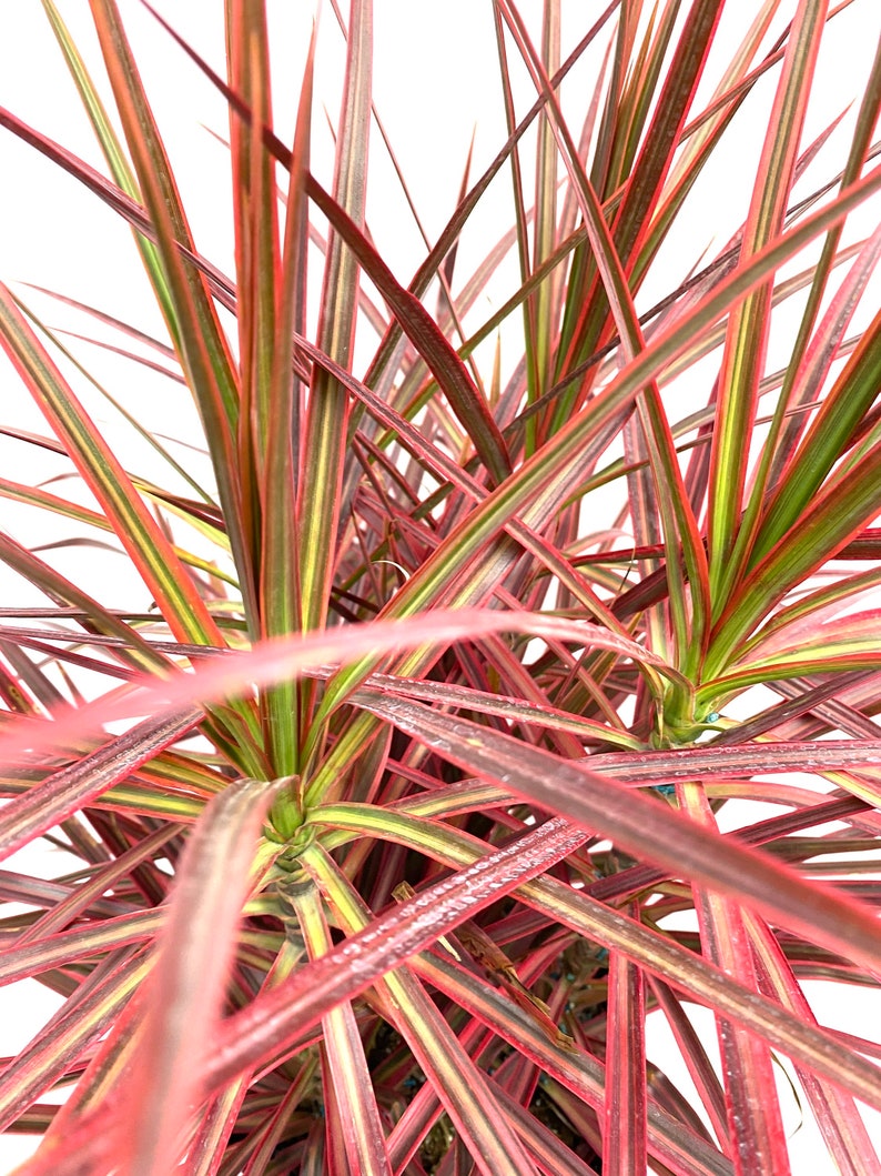 Dracaena Marginata Colorama Bush, Dragon Tree image 4