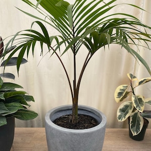 Kentia Palm Single, Howea Belmoreana, Exotic and Rare