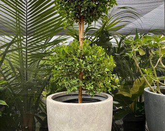Topiary Eugenia 2-Ball Tree