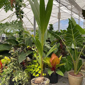 Coconut Palm Tree, Gold Malayan Cocos nucifera