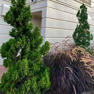 Hollywood Juniper Juniperus Chinensis Torulosa