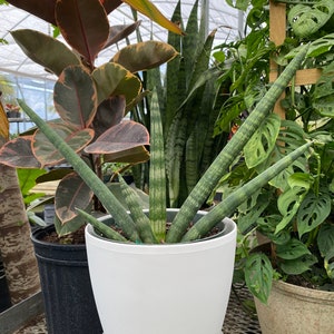 Sansevieria Starfish, Boncel Cylindrica, Snake Plant, Live Plant