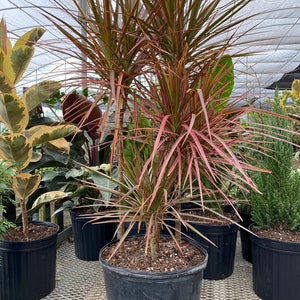 Dracaena Marginata Colorama Bush, Dragon Tree image 10