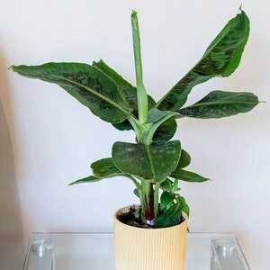 Dwarf Cavendish Banana Tree