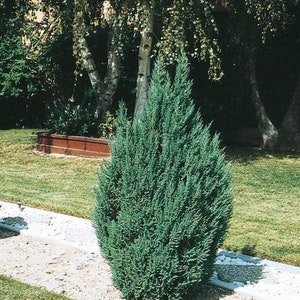 Blue Point Juniper, Juniperus chinensis, Evergreen Privacy Conifers image 4