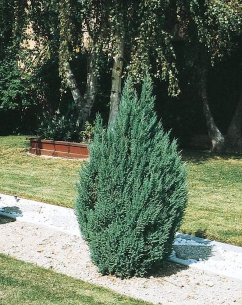 Blue Point Juniper, Juniperus chinensis, Evergreen Privacy Conifers image 4