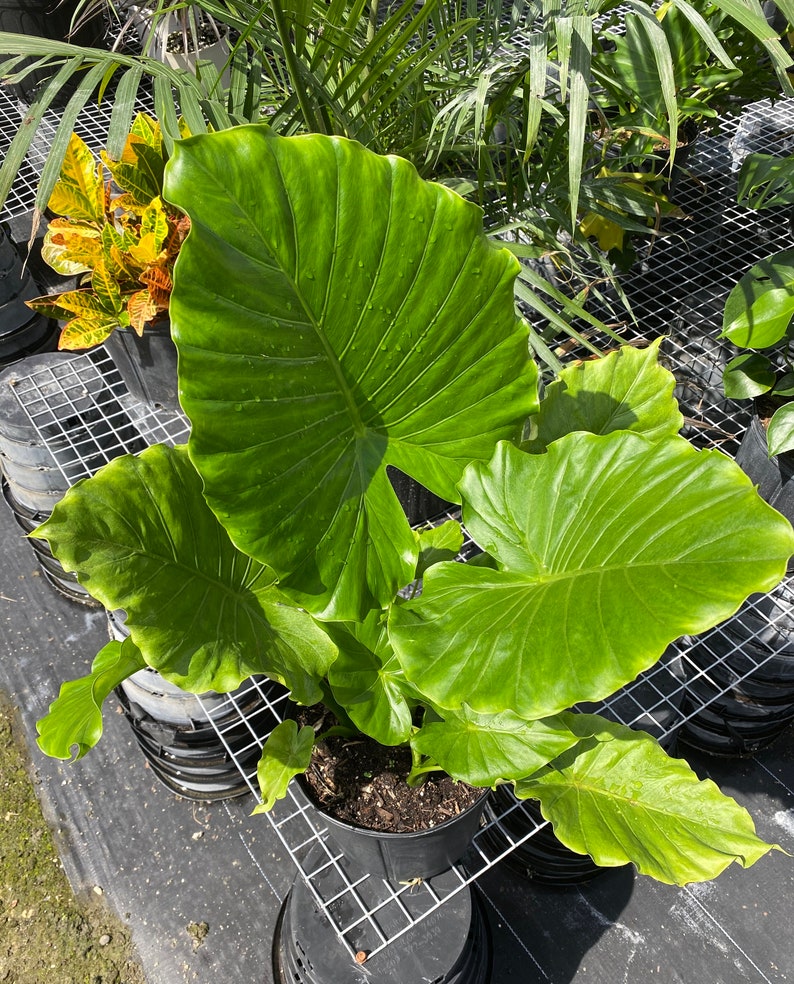 Alocasia California Odora Elephant Ears 2 Ga Grower Pot Etsy