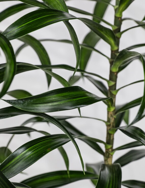 Dracaena Song of Jamaica, Dracaena Reflexa - Etsy