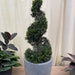 see more listings in the Bromeliads and Bonsai section