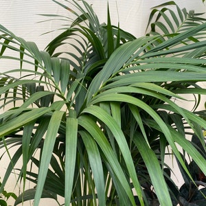 Kentia Palm, Howea Forsteriana , Exotic and Rare - Etsy