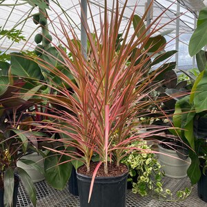 Dracaena Marginata Colorama Bush, Dragon Tree image 8