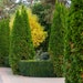 see more listings in the Tree Form Plants section